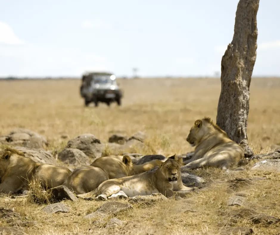 Game Safari 