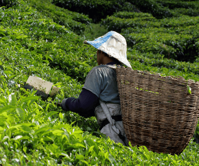 Cameron Highlands Nature & Farm Tour
