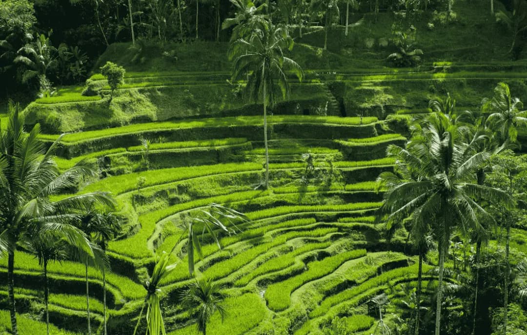 Ubud