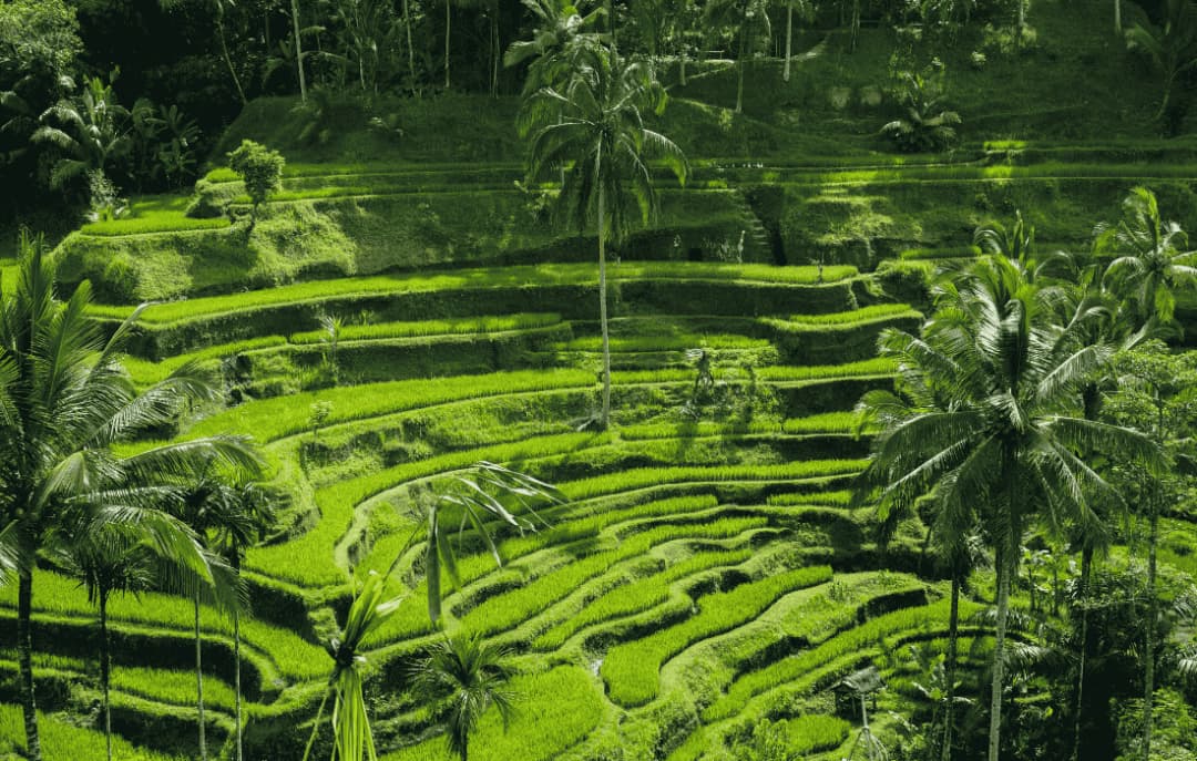 Ubud