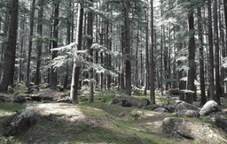 Manali Sightseeing Tour