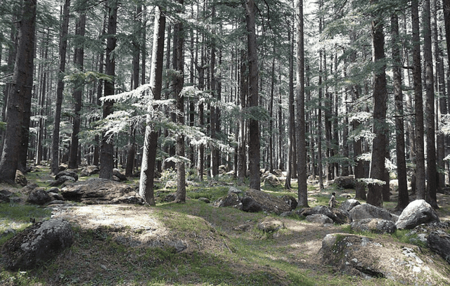 Manali Sightseeing Tour