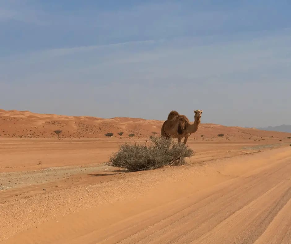 Wahiba Sands