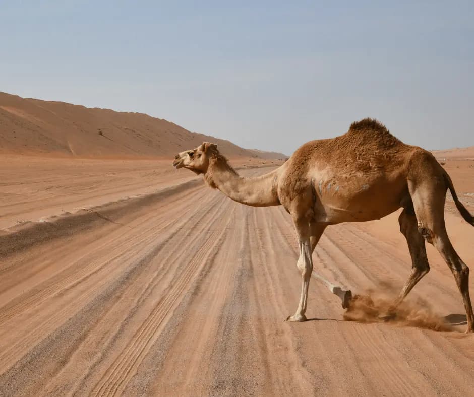 Wahiba Sands