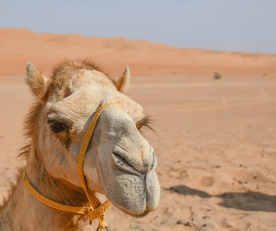 Wahiba Sands