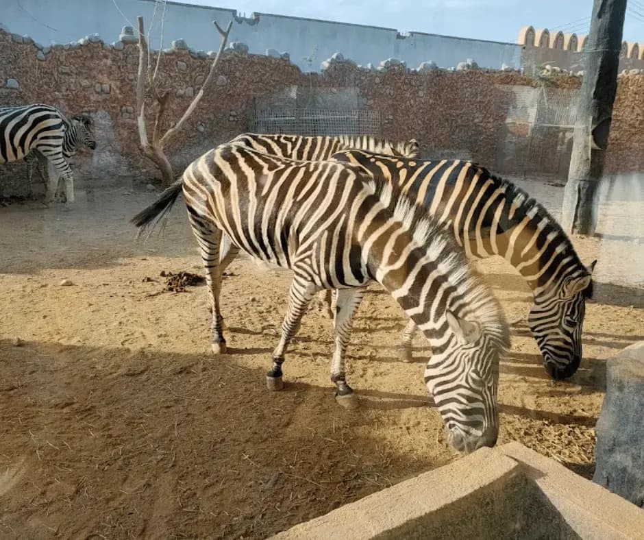  Safari World Zoo