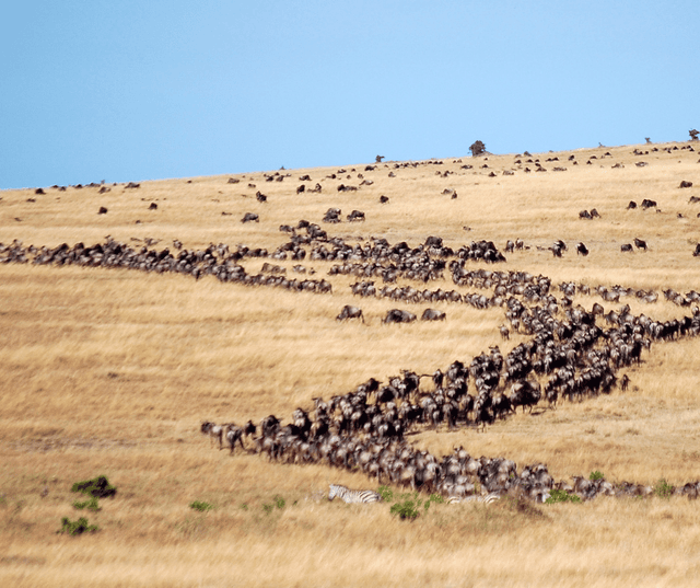Serengeti Safari Adventure