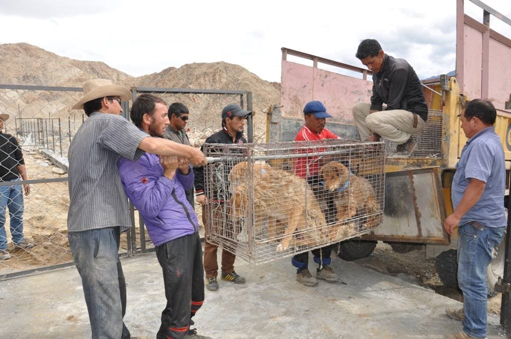 Stray dogs brought to the site by the staff members of Municipal Committee of Leh