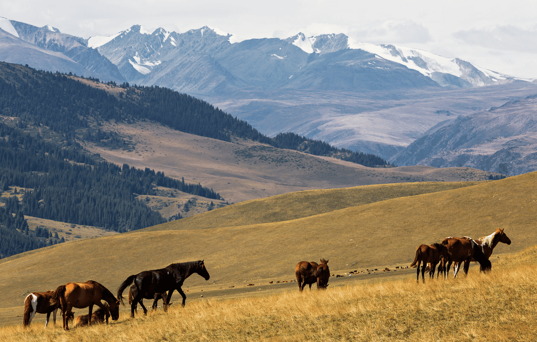 Pastures in Kazakhstan