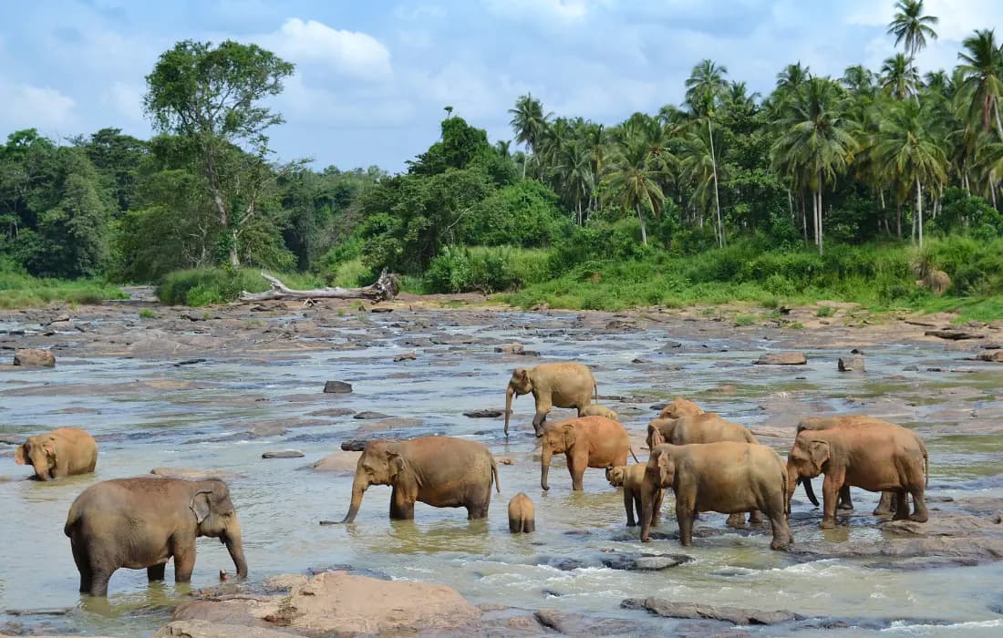 https://cdn.fullontravel.com/Pinnawela Elephant Orphanage