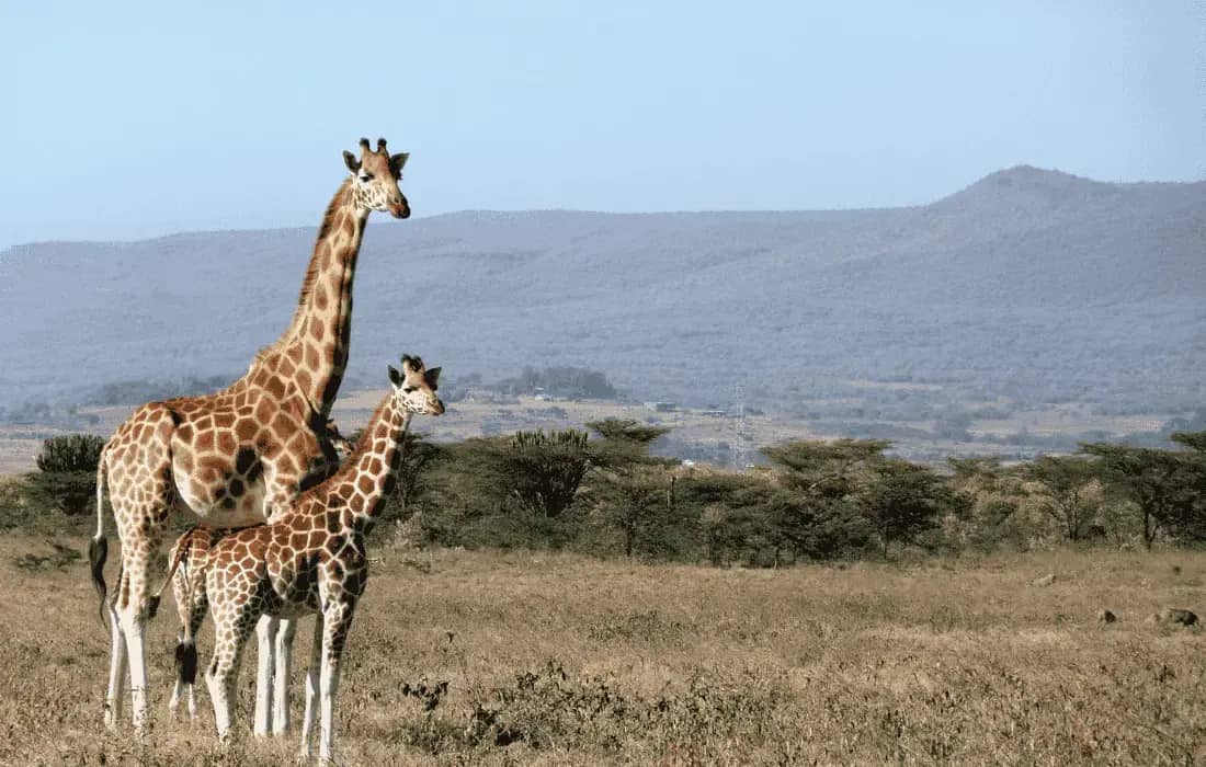 kenya